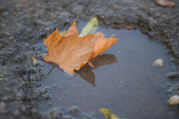 A golden brown autumnal leaf resting on top of a puddle with its reflection reflecting back on it
