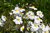 japanische-anemone-honorine-jobert.jpg?b=1&s=170x170&k=20&c=425DRbdZoBPlXiCxNGJwX_rWWQV0vUQdgMp22I_2x4I=
