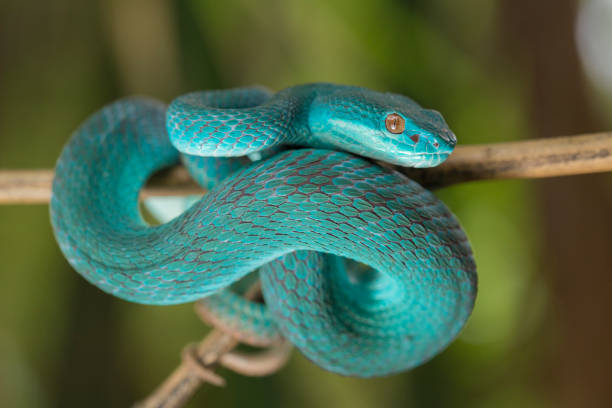 istock Blue Insularis snake Trimeresurus Insularis White-lipped Island Pit Viper 1433613129