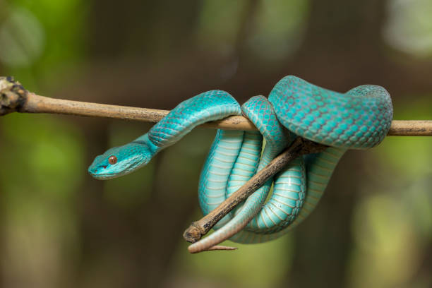 istock Blue Insularis snake Trimeresurus Insularis White-lipped Island Pit Viper 1433613145