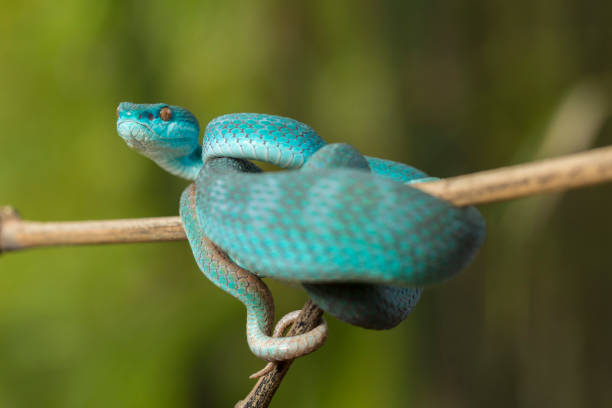 istock Blue Insularis snake Trimeresurus Insularis White-lipped Island Pit Viper 1433613171