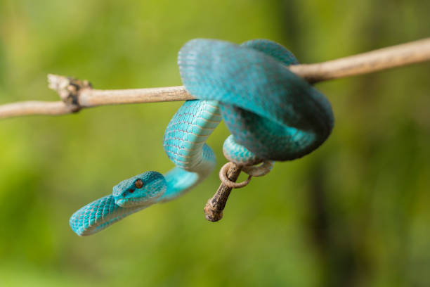 istock Blue Insularis snake Trimeresurus Insularis White-lipped Island Pit Viper 1433613173
