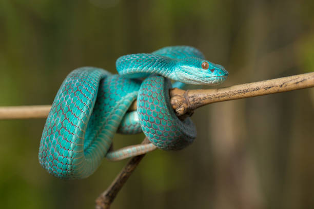 istock Blue Insularis snake Trimeresurus Insularis White-lipped Island Pit Viper 1433613185