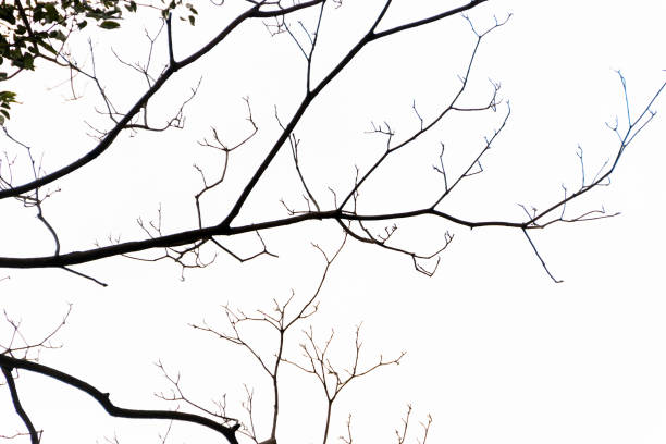 istock silhouette of a tree branch in Rio de Janeiro. 1433613510