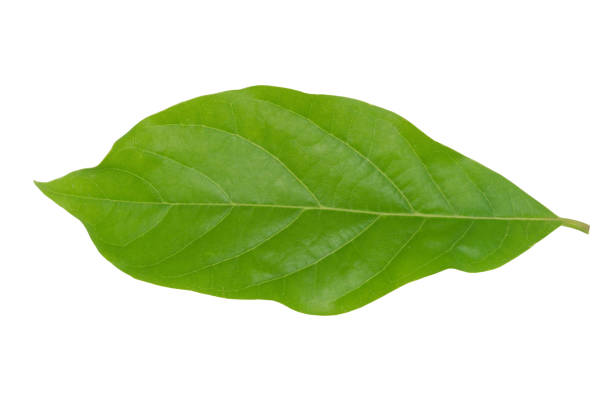 istock fresh green avocado leaves isolated on white background 1433613526