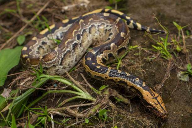 Borneo short-tailed blood python snake Python curtus breitensteini Borneo short-tailed blood python snake Python curtus breitensteini on the wild blood python pics stock pictures, royalty-free photos & images