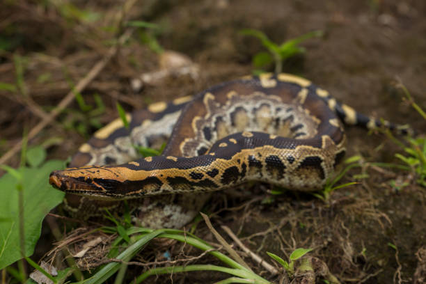 Borneo short-tailed blood python snake Python curtus breitensteini Borneo short-tailed blood python snake Python curtus breitensteini on the wild blood python pics stock pictures, royalty-free photos & images