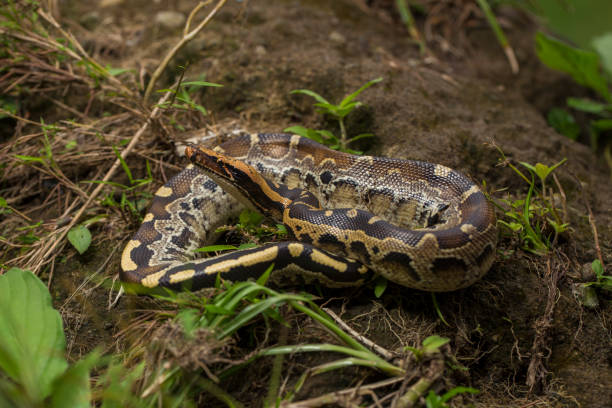 Ular Python 240+ Sanca Kembang Foto Foto Foto Stok, Potret, & Gambar Bebas Royalti ...