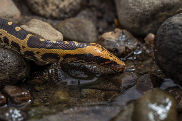 Ular Python 240+ Sanca Kembang Foto Foto Foto Stok, Potret, & Gambar Bebas Royalti ...