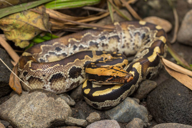 Borneo short-tailed blood python snake Python curtus breitensteini Borneo short-tailed blood python snake Python curtus breitensteini on the wild blood python pics stock pictures, royalty-free photos & images