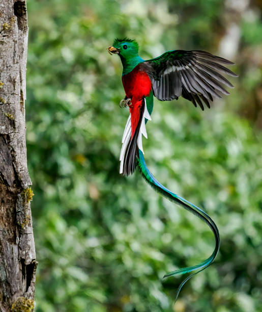 Resplendent Quetzal