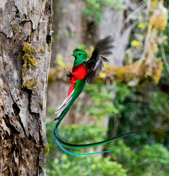 istock Resplendent Quetzal 1433616127