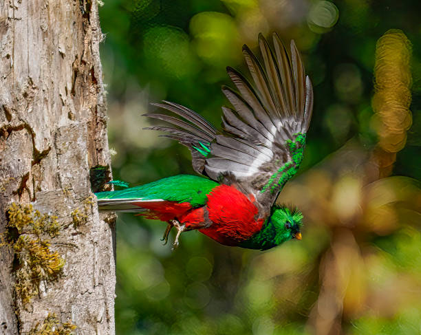 istock Resplendent Quetzal 1433616140