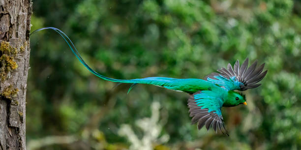 Resplendent Quetzal Male Quetzal flying from the nest trogon stock pictures, royalty-free photos & images