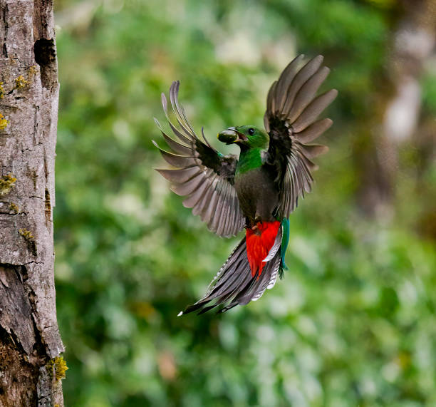 istock Resplendent Quetzal 1433616148