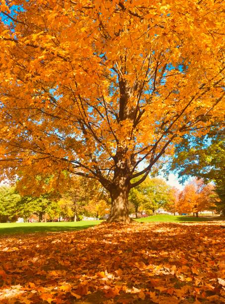 istock Beautiful fall color in Pennsylvania 1433616373