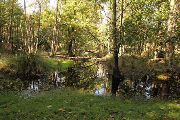 istock a beautiful riparian forest in belgium in autumn 1433616466