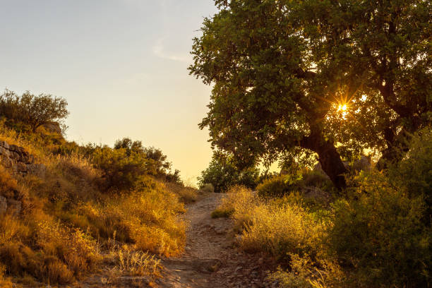 istock mountain path with a spreading tree on the side of the road blocking the setting sun 1433617325