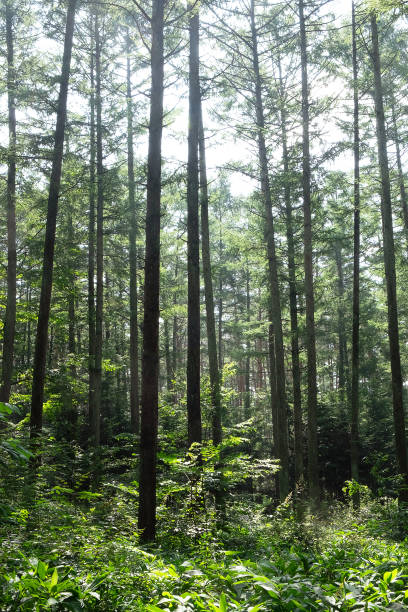 istock Larch forest and morning light , Yatsugatake 1433617821