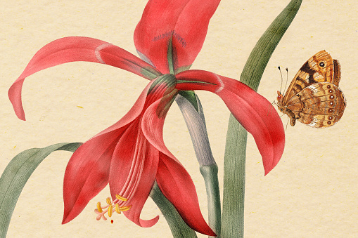 High resolution illustration detail of an amaryllis, also known as belladonna lily, the naked lady or an amarillo. Engraved by Pierre-Joseph Redoute (1759 - 1840), nicknamed 
