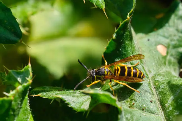 Eastern yellowjacket rests on a green leaf during a fall evening