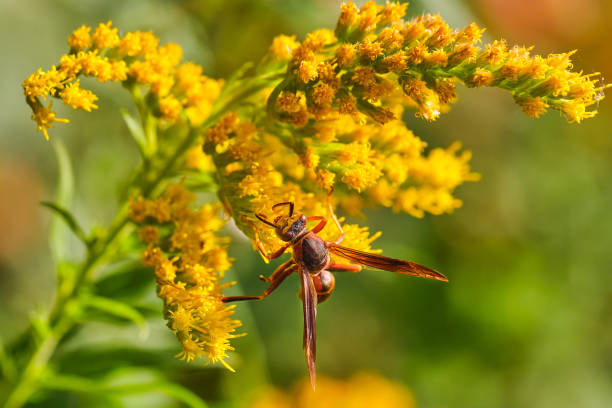 istock Northern paper wasp (Polistes fuscatus) 1433619274
