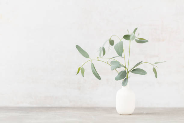 istock Green eucalyptus leaves in vase. Front view. Place for text, copy space, mockup. 1433620274