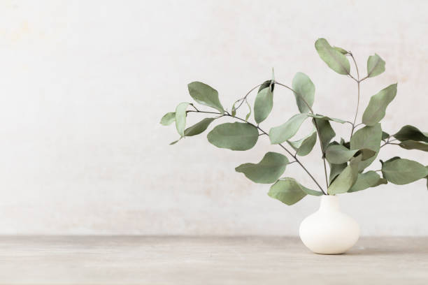 istock Green eucalyptus leaves in vase. Front view. Place for text, copy space, mockup. 1433620304