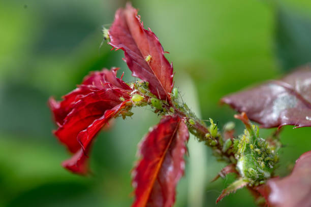 Aphid infestation on a runner bean plant