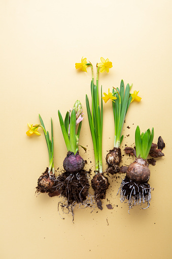 Spring daffodils and hyacinths with tubers top view