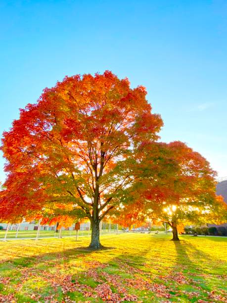 istock Colors against the sun 1433624811