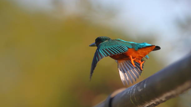 istock Kingfisher on a bridge, river Whitewater, Odiham, Hampshire, UK 1433625855