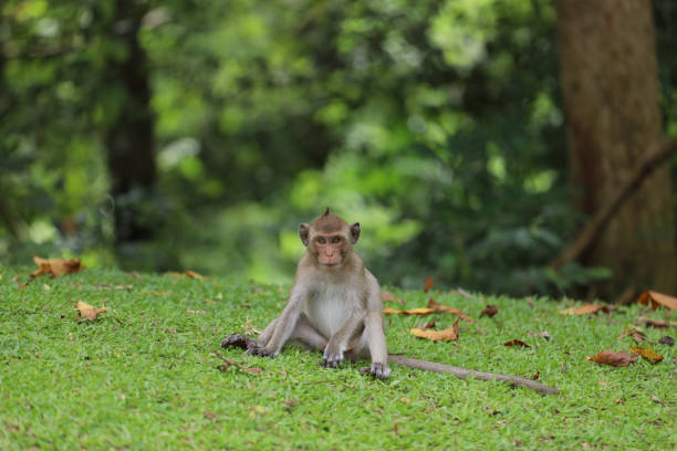 istock The baby Monkey is sitdown on grass garden in front of forest 1433626269