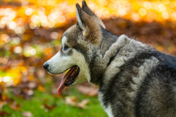 An Alaskan Malamute puppy plays in his front yard on an October afternoon.
