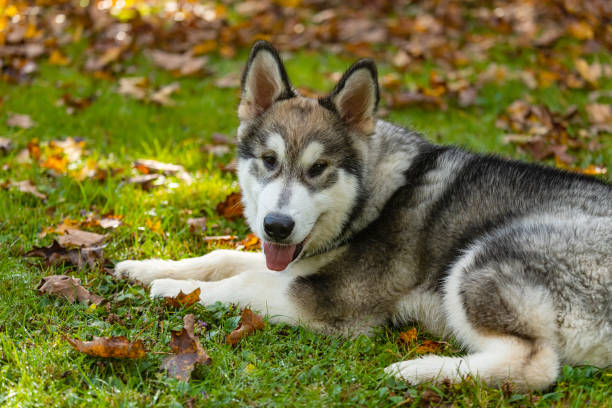 istock Alaskan Malamute Puppy 1433626371