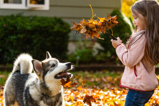 Girl Rakes With Malamute Puppy A five year old girl attempts to rake leaves with her Malamute puppy. dog Alaskan Malamute stock pictures, royalty-free photos & images