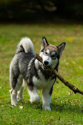 An Alaskan Malamute puppy plays fetch in his front yard on an October afternoon.