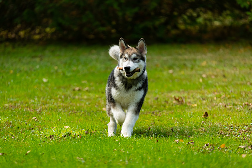 An Alaskan Malamute puppy plays in his front yard on an October afternoon.