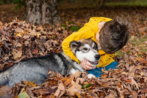 An eight year old boy plays with his Alaskan Malamute puppy on an October afternoon.