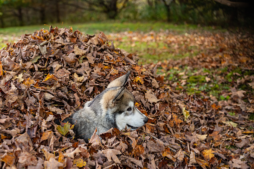 An Alaskan Malamute puppy plays in his front yard on an October afternoon.