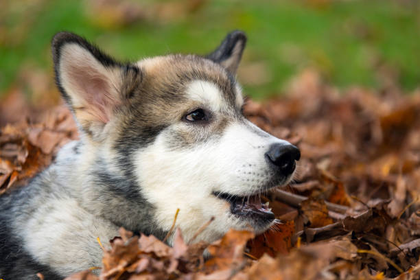 istock Alaskan Malamute Puppy 1433626466