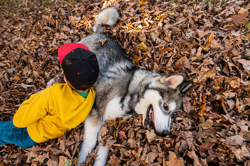 An eight year old boy plays with his Alaskan Malamute puppy on an October afternoon.