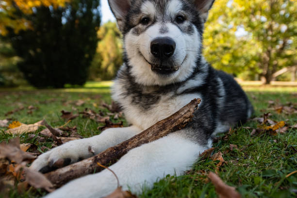 istock Smiling Alaskan Malamute Puppy 1433627411