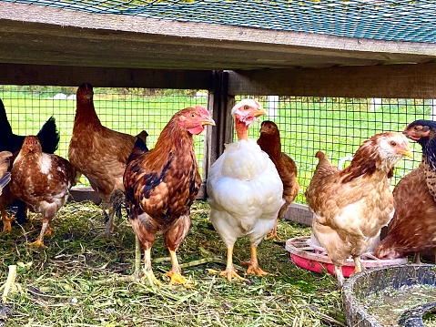 funny chicks posing for photo looks the other way