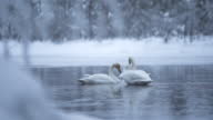 istock Two whooper swans in open water during winter 1433627799