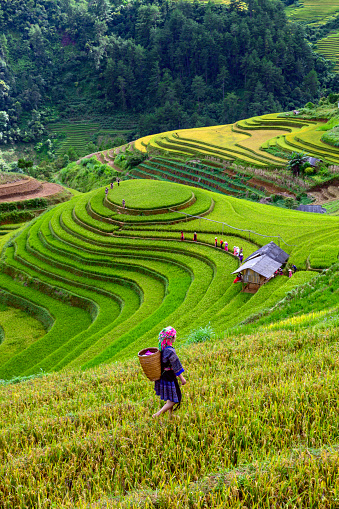 Lifestyle of Asian concept. Farmers farming on meadow terraces. Farmers shaking the soil from the seedlings of jasmine rice. The rice field countryside Thailand