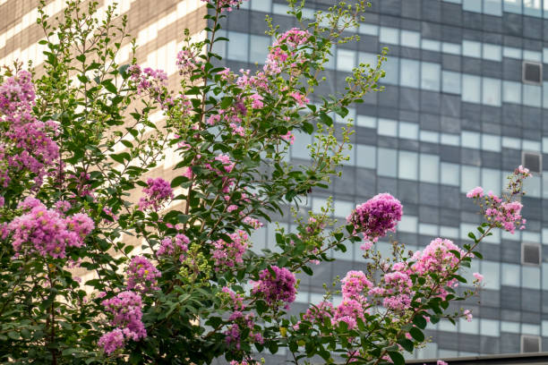 istock Crape myrtle blooming in front of modern building 1433629644