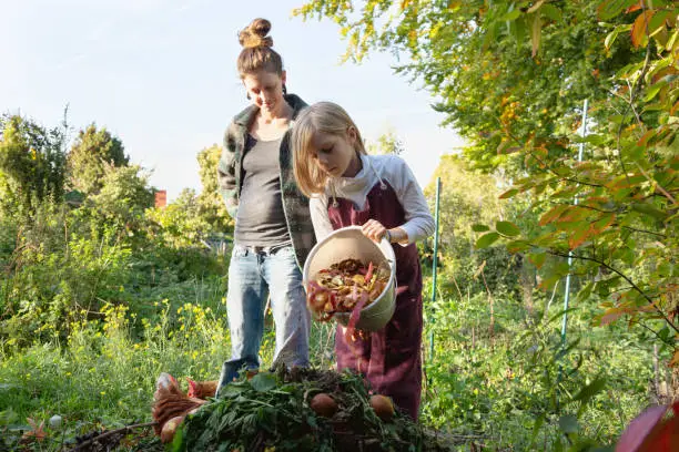 Blond girl, 10 years old, wearing white shirt and purple apron, empties a bucket full of scraps of fruit and vegetables on compost heap in garden, it is an afternoon in october, leaves are turning red, backyard chicken are watching