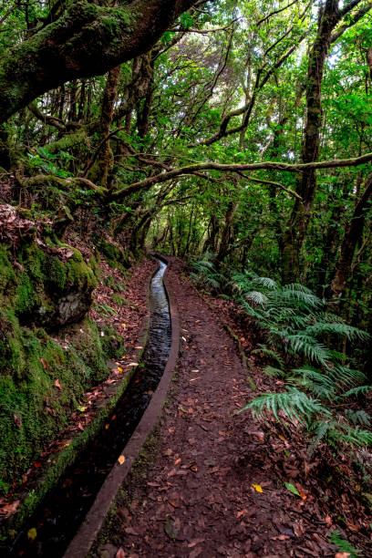 istock Levada do Ribera del Janela, in Madeira 1433631978