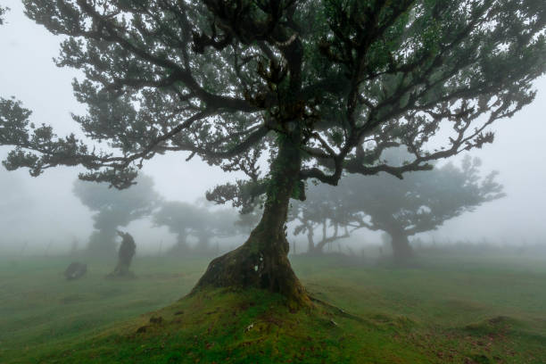istock The forest of Fanal shrouded in mist 1433632016